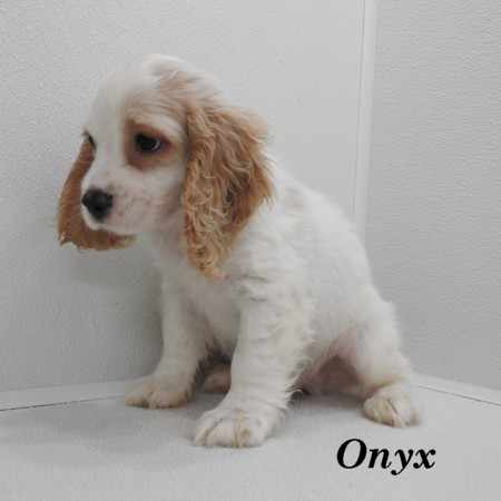 puppy, for, sale, Cocker Spaniel, Joe & Cherri  Overlease, dog, breeder, Miller, MO, dog-breeder, puppy-for-sale, forsale, nearby, find, puppyfind, locator, puppylocator, aca